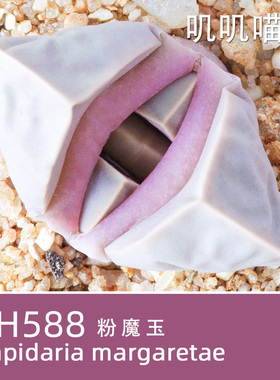 美国MESA粉魔玉SH588棱角分明【叽叽喵喵多肉种子】