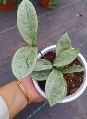 灰鬼球兰（Hoya carnosa grey ghost）