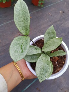 灰鬼球兰（Hoya carnosa grey ghost）