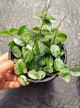 米切尔德球兰 高斑杂交匍匐 Hoya mathilde splash