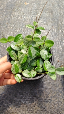 米切尔德球兰 高斑杂交匍匐 Hoya mathilde splash