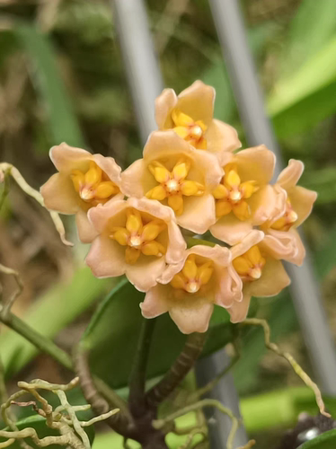 青秀球兰Hoya qingxiuensis
