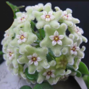原种匍匐球兰 (Hoya serpens)