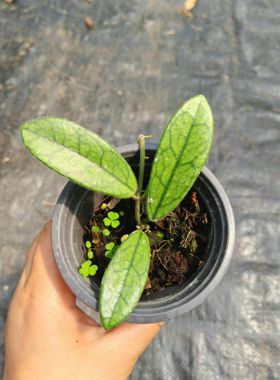 花叶香花球兰 (Hoya Lyi/Sichuanensis)