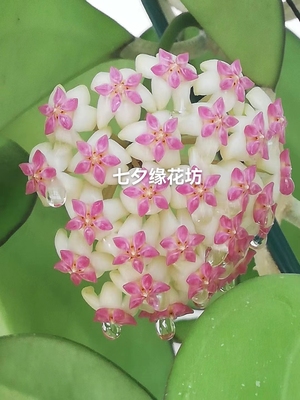 丽雅球兰小苗Hoya hoyaseed023