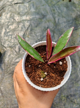 冰糖外锦球兰 (Hoya Kentiana 'Lori Lyn') 叶片易发色珍稀品种