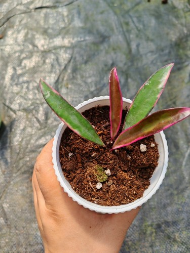 冰糖外锦球兰 (Hoya Kentiana 'Lori Lyn') 叶片易发色珍稀品种