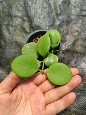 卡斯堡球兰 hoya kastbergii圆叶型叶片