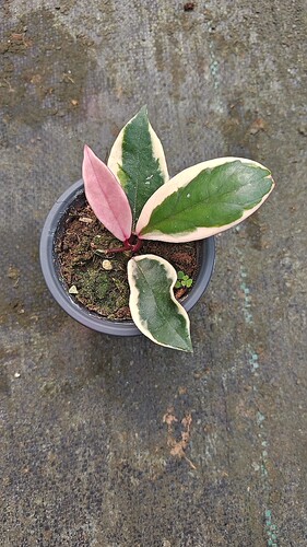 火烈鸟球兰 Hoya carnosa ‘Flamingo Dream