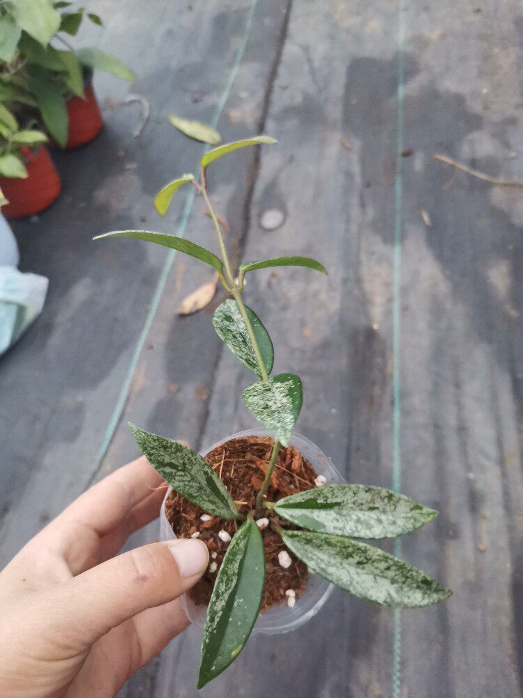 073球兰威尔伯球兰小苗珍惜高斑品种，垂吊植物阳台花卉