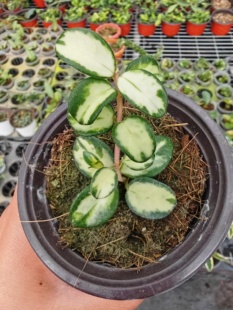 米切尔德内锦/杂交匍匐内锦球兰 (Hoya Mathilde Variegata) 新品