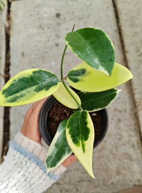 羊脂玉外锦球兰 (Hoya Verticillata 