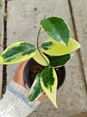 羊脂玉外锦球兰 (Hoya Verticillata 