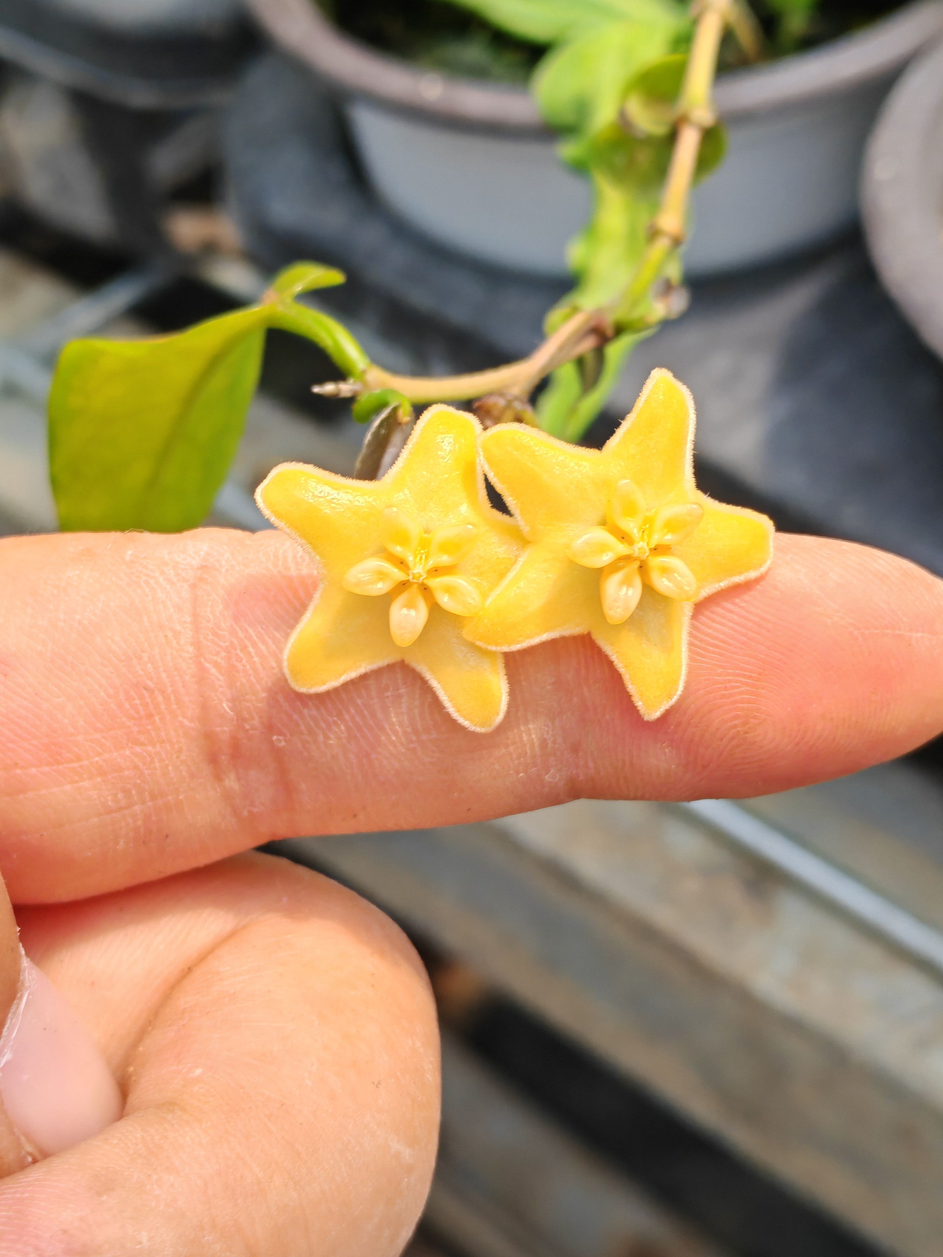 肯尼内锦 hoya kenejiana variegata