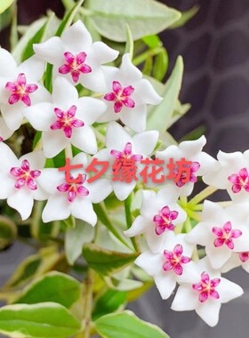 　贝拉外锦球兰大苗 勤花易开花品种Hoya bella variegated