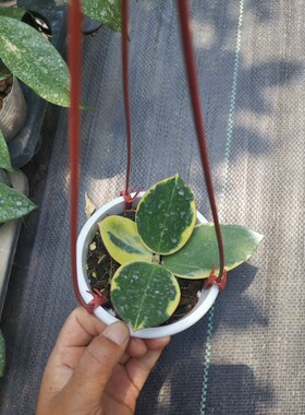 帕拉外锦球兰 ( Hoya Para Variegated ) 珍稀品种室内