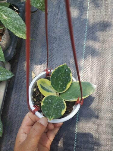 帕拉外锦球兰 ( Hoya Para Variegated ) 珍稀品种室内