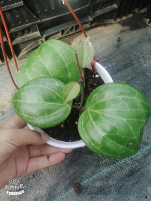 秘密球兰大叶品种Hoya Sp Sarawak