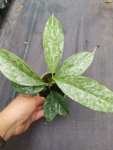 高斑康鹏娜球兰 ( Hoya cystiantha splash ) 勤花品种室内养