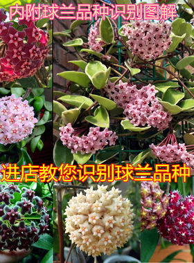 爬藤兰花金边满额垂吊植物包邮