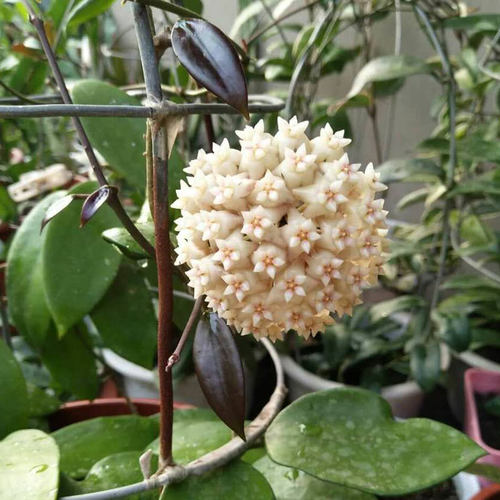 花卉盆栽球兰藤本植物