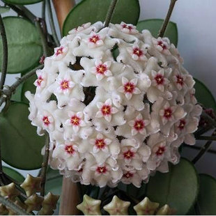 球兰花盆栽 室内爬藤垂吊植物花卉 杂交匍匐球兰 球兰大苗 带花梗