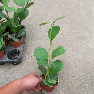 室内盆栽花卉 爬藤植物 心叶球兰花盆栽 心叶外锦球兰 心叶锦包邮