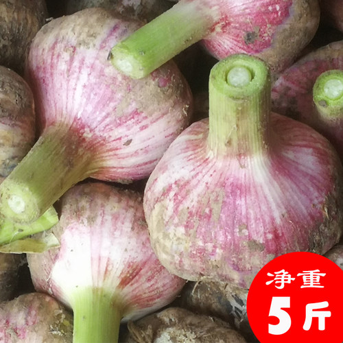干大蒜 干大蒜头现挖新鲜紫皮大农家自种鲜蒜多瓣蒜5斤包邮