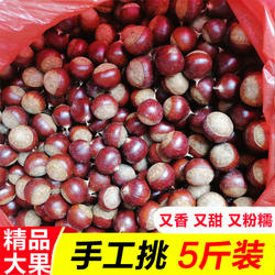 2025年新鲜建瓯锥栗生板栗农家现摘带壳毛栗甜糯圆锥栗当季糖炒栗