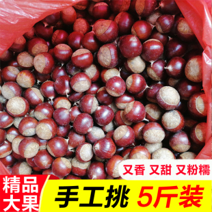 2025年新鲜建瓯锥栗生板栗农家现摘带壳毛栗甜糯圆锥栗当季 糖炒栗