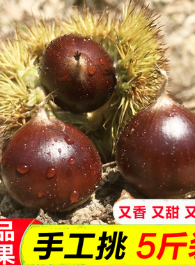 建瓯锥栗农家新鲜生板栗现摘油栗子带壳野生毛栗高山圆栗糖炒椎栗