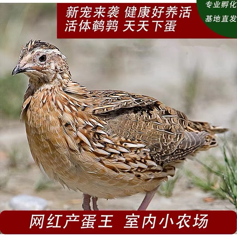 高级幼宠下蛋鹌鹑活体活泼包邮