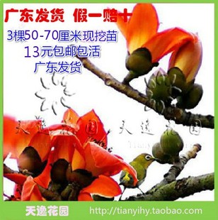 木棉花苗木棉苗木棉花树苗盆栽地栽3棵50-70厘米13元包邮广东发