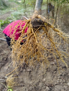 新鲜现挖黄柏苗川黄柏苗移栽黄柏树苗厚皮黄柏苗剥皮黄柏皮苗药材