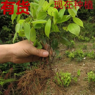 野生乌药苗铜钱柴树苗天台乌药斑皮柴中药材细叶樟土木香保湿发货