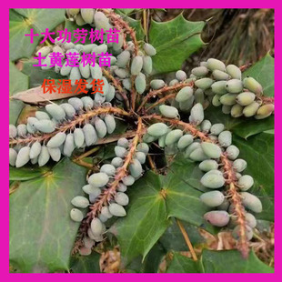 十大功劳苗土黄莲树苗药材十大功劳苗十大功劳苗保湿发货包邮