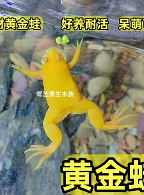 黄金蛙招财蛙金钱蛙好养易活