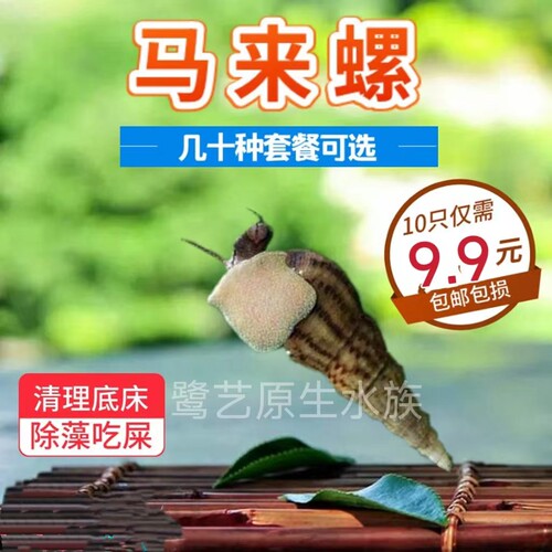 马来螺黄金螺苹果螺黄金小河蚌