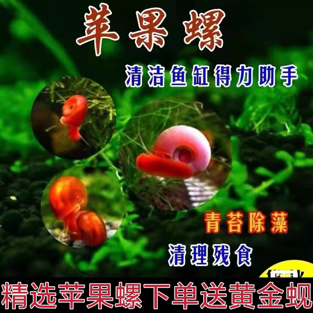 苹果螺观赏螺工具螺水族宠物活体草缸除藻龟粮食活体淡水繁殖包邮