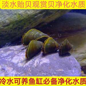 淡水贝价格 淡水贝图片 星期三 淡水贝价格 淡水贝图片 星期三