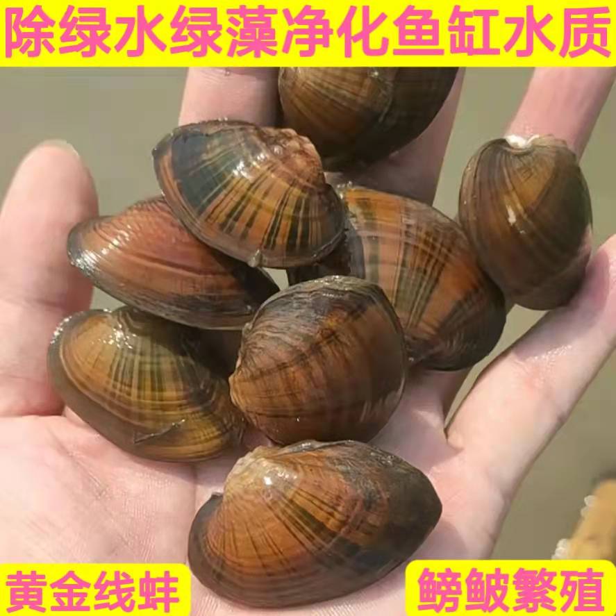 线蚌鳑鲏繁殖河蚌清理鱼缸绿藻
