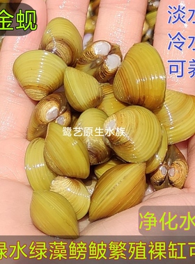 溪蚬黄金蚬小河蚌河蚬活体淡水冷水原生宠物小型水族除藻观赏螺。