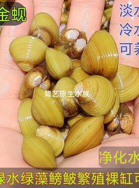 专吃鱼屎净化水质黄金河蚌黄金蚬