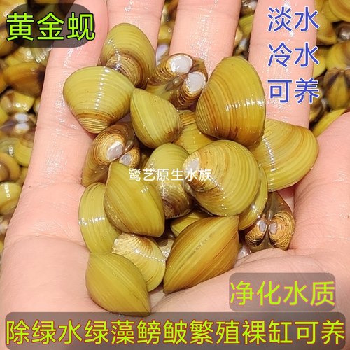 专吃鱼屎净化水质黄金河蚌黄金蚬