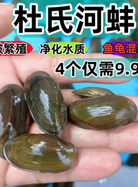 杜氏河蚌鳑鲏繁殖净化水质除绿藻