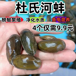杜氏珠蚌圆顶珠蚌小河蚌原生活体宠物淡水冷水鳑鲏旁皮繁殖除藻