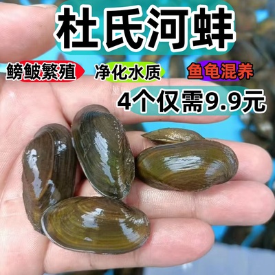 杜氏河蚌鳑鲏繁殖净化水质除绿藻