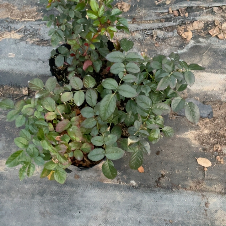 绝色果汁加红果汁加果汁阳台