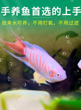 观赏鱼好养耐活自来水高级耐寒易活冷水不打氧金鱼活鱼家养小斗鱼