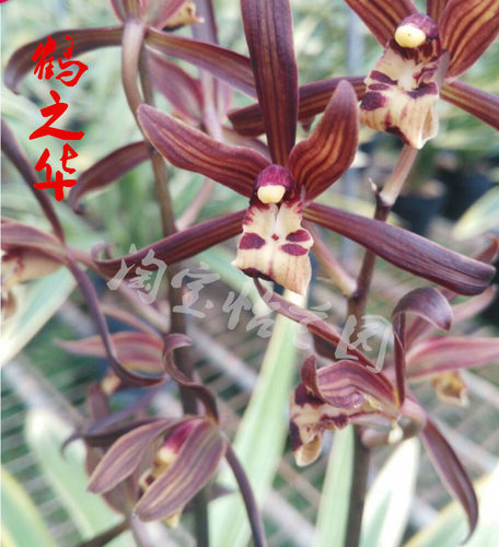 花之鹤价格 花之鹤图片 星期三